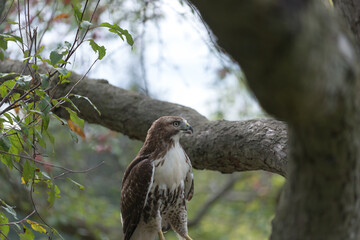 red-tailed hawk (Buteo jamaicensis) perched on a tree