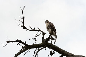 red-tailed hawk (Buteo jamaicensis) on a dead tree banch