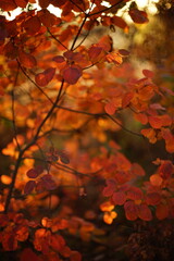 Vivid orange leaves on a tree branch in sunny autumn forest