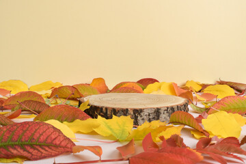 Autumn showcase made of natural wood and autumn foliage. The podium for the presentation of goods and cosmetics is made of wood on a beige background. Minimalistic branding scene.