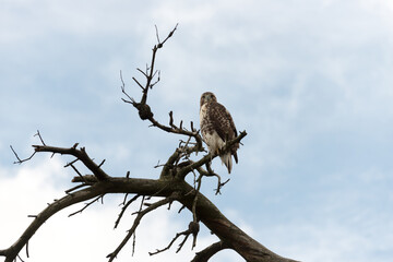 red-tailed hawk (Buteo jamaicensis) on a dead tree banch