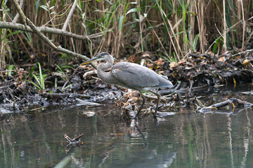 great blue heron hunts for prey in a marshy area