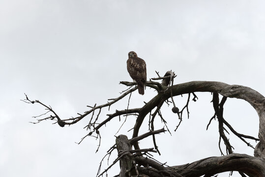 red-tailed hawk (Buteo jamaicensis) on a dead tree banch