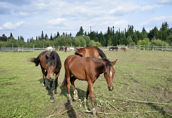 Fototapeta premium horses in the paddock, a horse in the fresh air