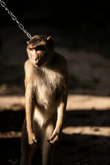 monkey stand alone