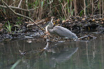 great blue heron wanders through shallow waters