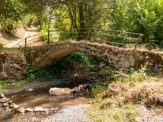 Two dogs bathing under a stone bridge in a shallow stream of water under a bridge in heavily vegetated forest