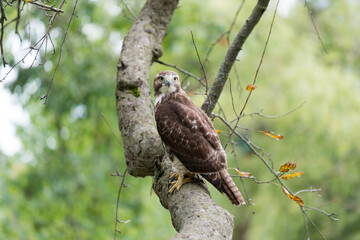 red-tailed hawk (Buteo jamaicensis) perched on a crabtree branch as it scans for possible prey