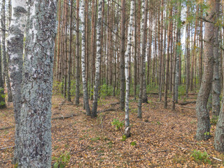 Obraz premium Mixed forest. Trunks of trees. Forest.