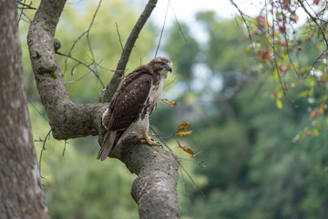 red-tailed hawk (Buteo jamaicensis) perched on a crabtree branch as it scans for possible prey