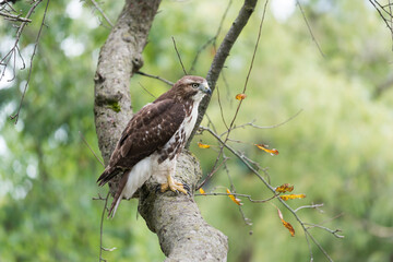 red-tailed hawk (Buteo jamaicensis) perched on a crabtree branch as it scans for possible prey