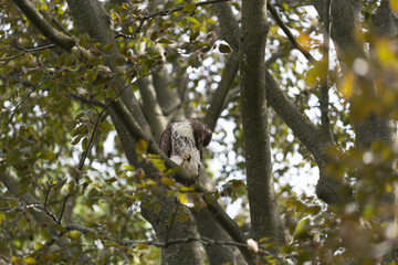 red-tailed hawk (Buteo jamaicensis)