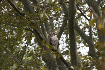 red-tailed hawk (Buteo jamaicensis)