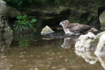 red-tailed hawk (Buteo jamaicensis) bathing in a shallow water garden