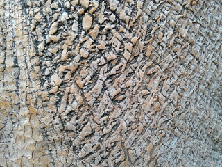Bark texture of Phytolacca dioica. Organic background with muted colors.
