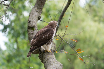 red-tailed hawk (Buteo jamaicensis) perched on a crabtree branch as it scans for possible prey
