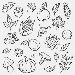 Autumn harvest symbols. Set of autumn elements: leaves, berries, fruits, vegetables, mushrooms, acorns. Hand-drawn, sketch. Vector illustration in doodle style.