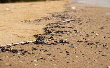 Line of shells and pebbles on the beach.