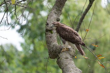 red-tailed hawk (Buteo jamaicensis) perched on a crabtree branch as it scans for possible prey