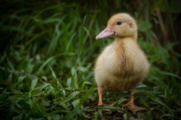 young ducks in the nature park