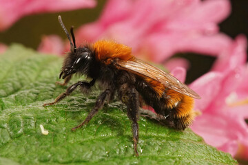 Closeup on a female Tawny mining bee , Andrena fulva on a green leaf