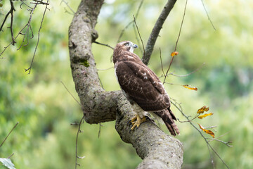 red-tailed hawk (Buteo jamaicensis) perched on a crabtree branch as it scans for possible prey