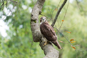 red-tailed hawk (Buteo jamaicensis) perched on a crabtree branch as it scans for possible prey