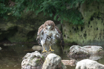 red-tailed hawk (Buteo jamaicensis) after a bath