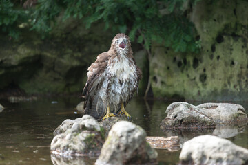 red-tailed hawk (Buteo jamaicensis) after a bath