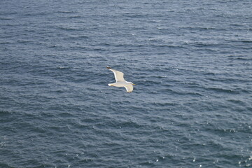 seagull in the sea