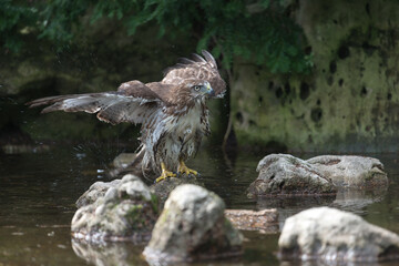 red-tailed hawk (Buteo jamaicensis) after a bath