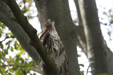 red-tailed hawk (Buteo jamaicensis) dries its feathers in a tree
