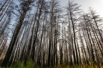 Dead pine forest one year after the great forest fire 