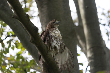 red-tailed hawk (Buteo red-tailed hawk (Buteo jamaicensis) dries its feathers in a tree)