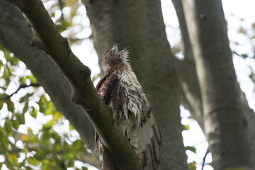 red-tailed hawk (Buteo jamaicensis) dries its feathers in a tree