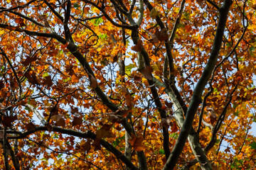 Paysage automnale - feuilles mortes - platanes