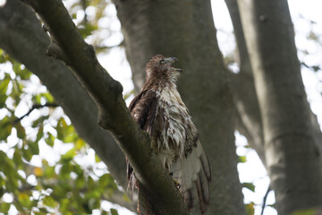 red-tailed hawk (Buteo jamaicensis) dries its feathers in a tree