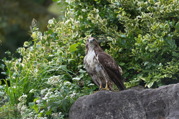 red-tailed hawk (Buteo jamaicensis) perches on a rock after a bath