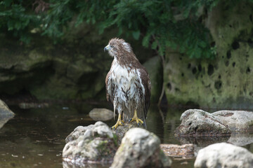 red-tailed hawk (Buteo jamaicensis) after a bath