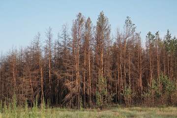 Dead pine forest one year after the great forest fire 