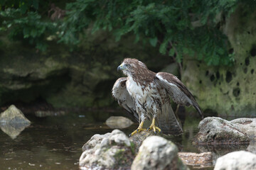 red-tailed hawk (Buteo jamaicensis) after a bath