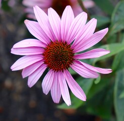 Obraz premium A close view of the coneflower in the garden.