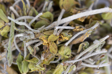 dried fresh Albania Mountain Tea - Caj Mali - Sideritis Raeseri