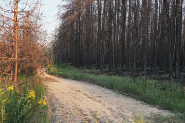Dead pine forest one year after the great forest fire 