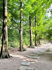 path in the forest