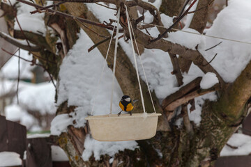 In winter, the tit feeds from the feeder