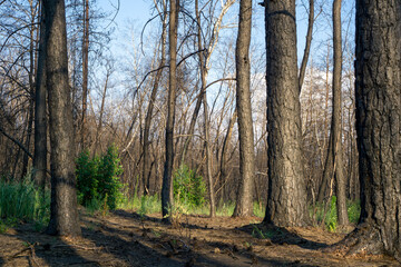 Dead pine forest one year after the great forest fire 