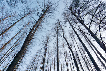 Crowns of dead trees without leaves that suffered from a large forest fire