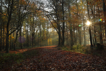 Sonne scheint durch Nebel im Wald Herbst schöne Herbststimmung Goldener Herbst - obrazy, fototapety, plakaty