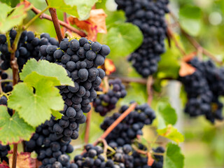 Blue grapes in Eltville Rheingau. 
